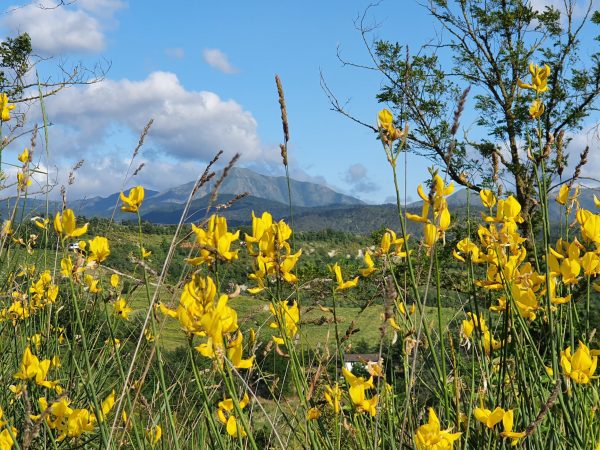 Agriturismo Il Burlino