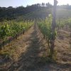 Cantine Alma - immagine 2