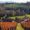 Azienda Vitivinicola Fratelli Facchino - immagine 3