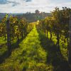 Azienda Vitivinicola Fratelli Facchino - immagine 4