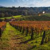 Azienda Vitivinicola Fratelli Facchino - immagine 5