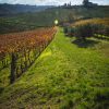 Azienda Vitivinicola Fratelli Facchino - immagine 6