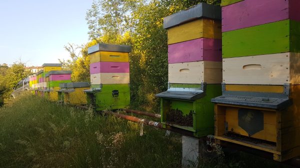 Azienda Apistica Apicoltura La Volpina